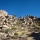 The Densest Joshua Tree Forest In The World 